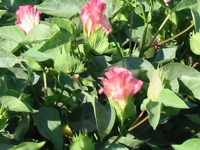 Cotton flowers